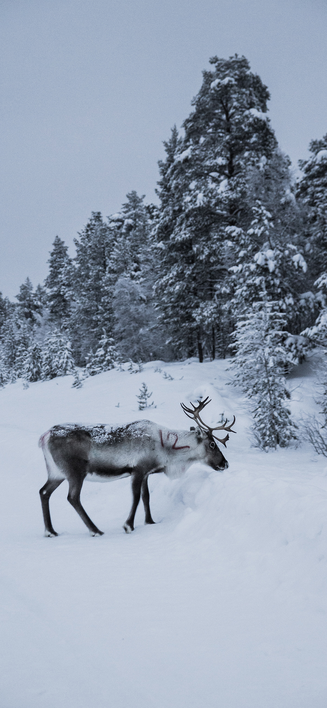 [2436×1125]麋鹿 雪地 树林 鹿角 苹果手机壁纸图片
