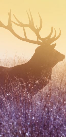 [2436x1125]麋鹿 鹿角 迷幻 草地 苹果手机壁纸图片