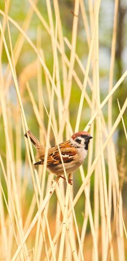 [2436x1125]麻雀 小鸟 枝干 翅膀 苹果手机壁纸图片