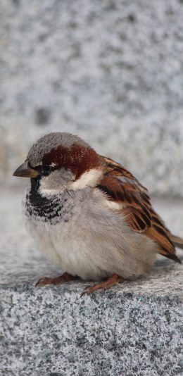 [2436x1125]麻雀 小鸟 羽毛 翅膀 苹果手机壁纸图片
