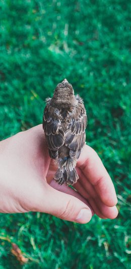 [2436x1125]麻雀 鸟 手 栖息 草坪 苹果手机壁纸图片