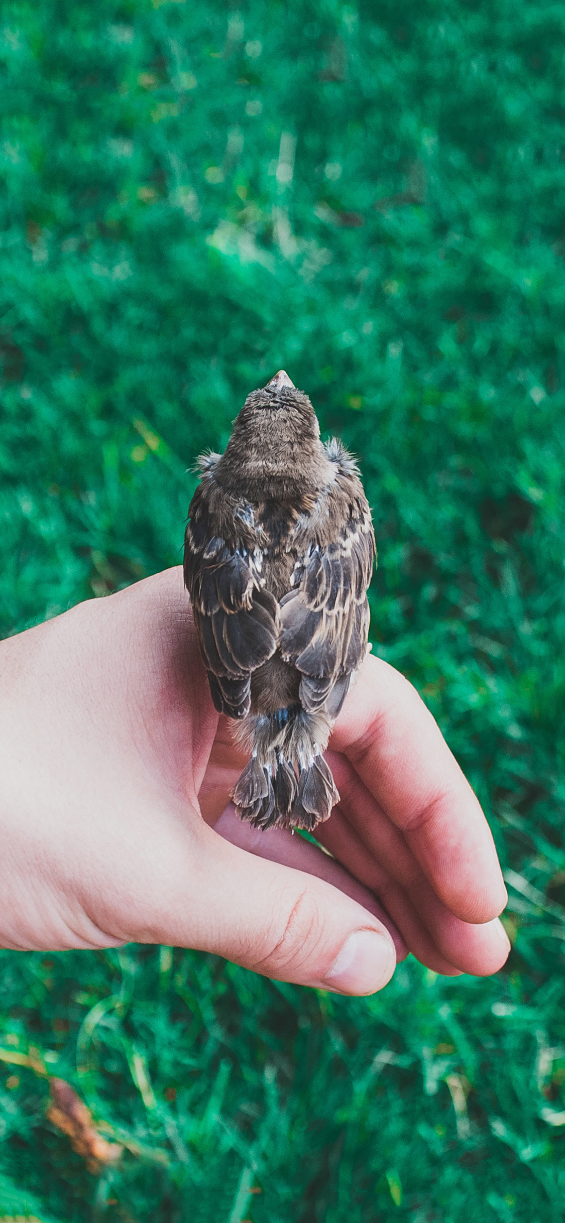 [2436×1125]麻雀 鸟 手 栖息 草坪 苹果手机壁纸图片