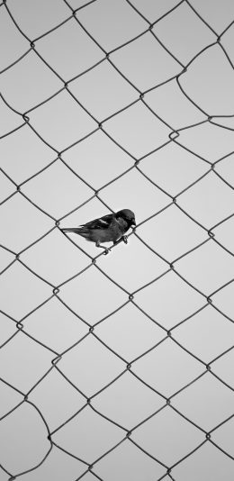 [2436x1125]麻雀 鸟 铁丝网 黑白 苹果手机壁纸图片