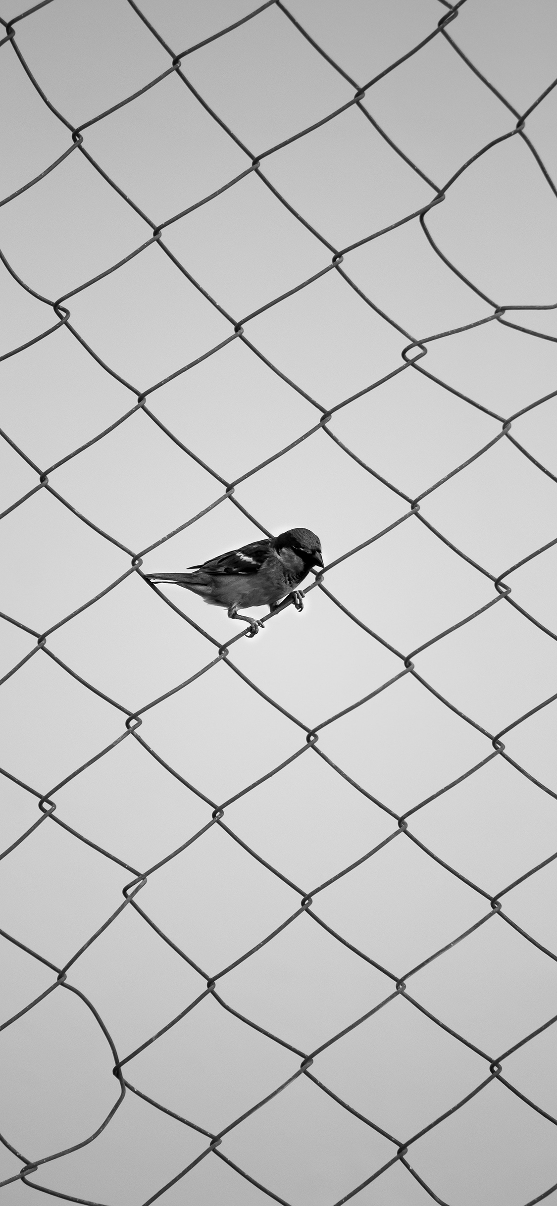 [2436×1125]麻雀 鸟 铁丝网 黑白 苹果手机壁纸图片