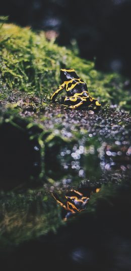 [2436x1125]黄带箭毒蛙 草地苔藓 蛙类 苹果手机壁纸图片