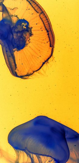 [2436x1125]黄色背景 海洋生物 水母 透明 苹果手机壁纸图片