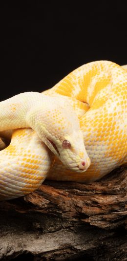 [2436x1125]黄金蟒 木桩 蟒蛇 冷血 苹果手机壁纸图片