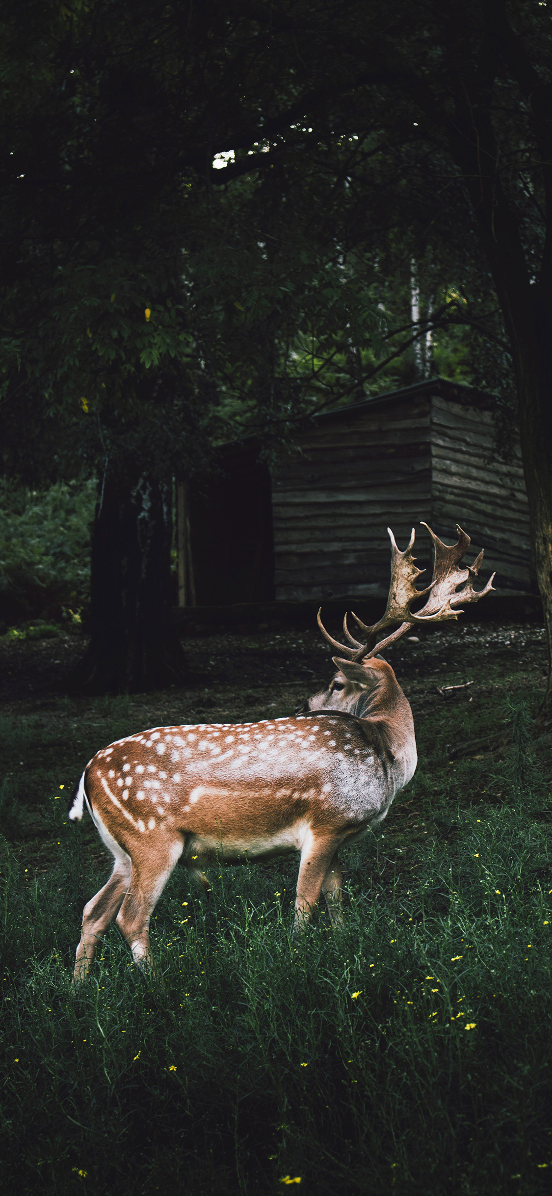 [2436×1125]黇鹿 鹿角 草地 野外 苹果手机壁纸图片
