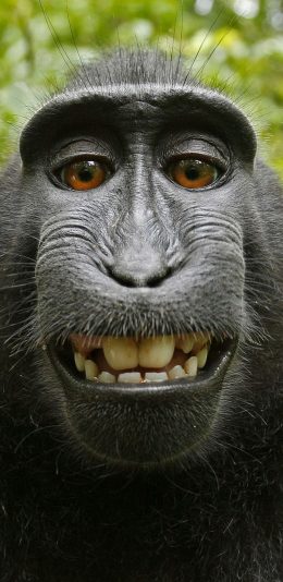 [2436x1125]黑冠猕猴 黑猴 猴子 哺乳 牙齿 苹果手机壁纸图片
