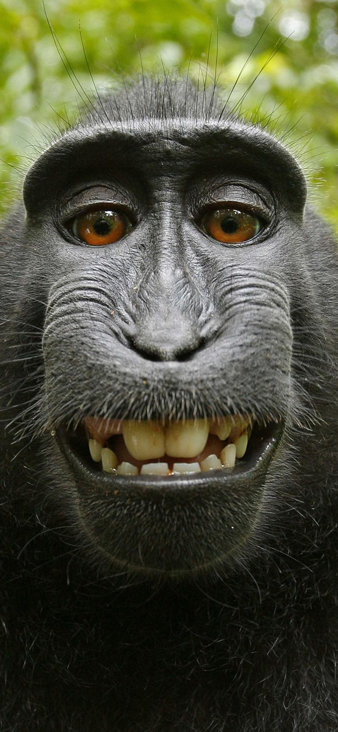 [2436×1125]黑冠猕猴 黑猴 猴子 哺乳 牙齿 苹果手机壁纸图片