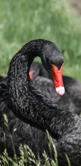 [2436x1125]黑天鹅 游禽 羽毛 草丛 苹果手机壁纸图片