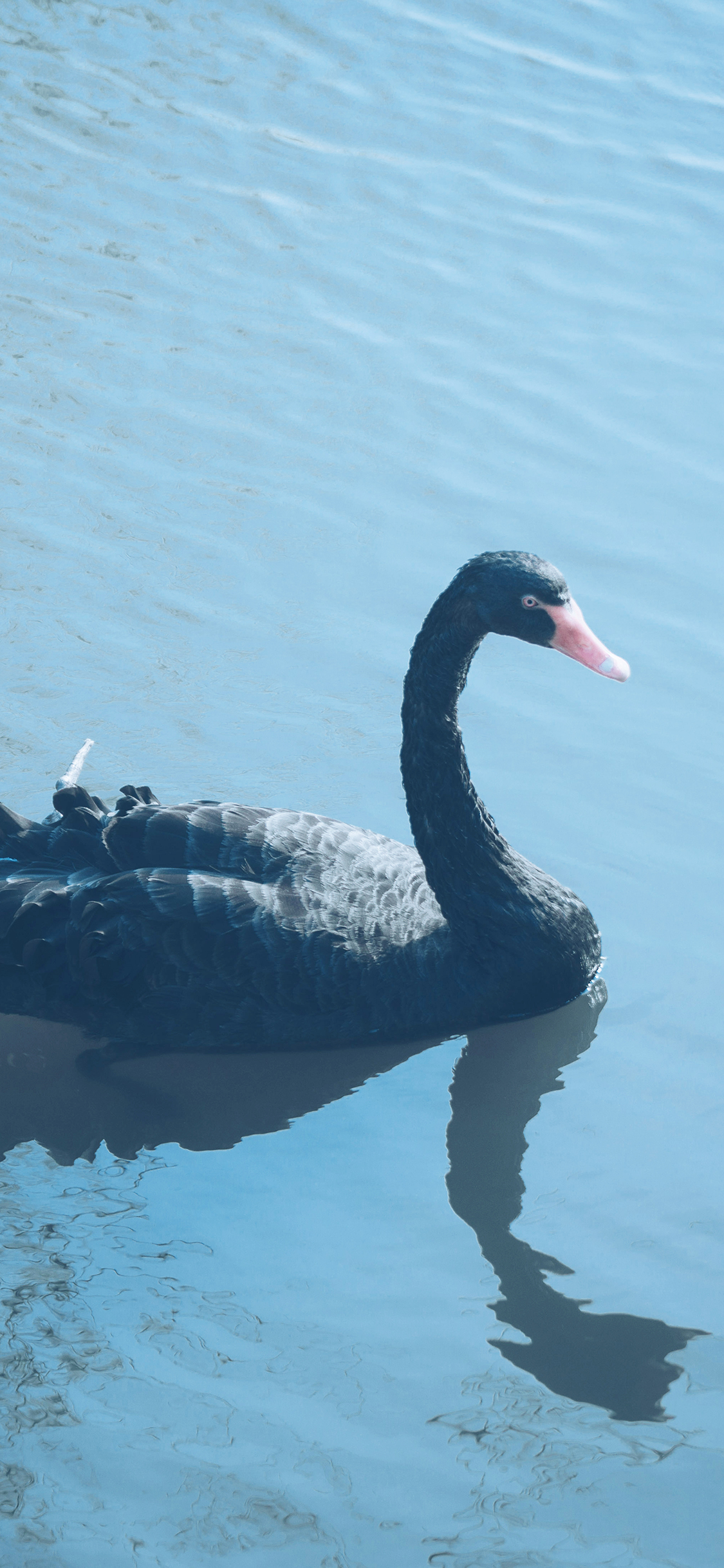 [2436×1125]黑天鹅 羽毛 倒影 湖水 蓝色 苹果手机壁纸图片