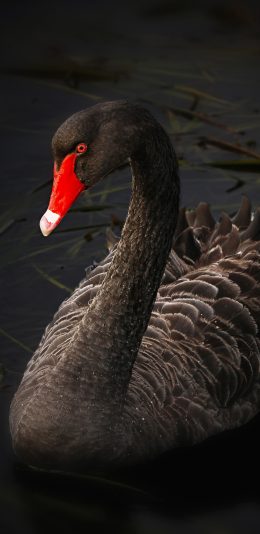 [2436x1125]黑天鹅 羽毛 黑色 苹果手机壁纸图片