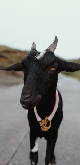 [2436x1125]黑山羊 羊角 牲畜 颈绳 苹果手机壁纸图片