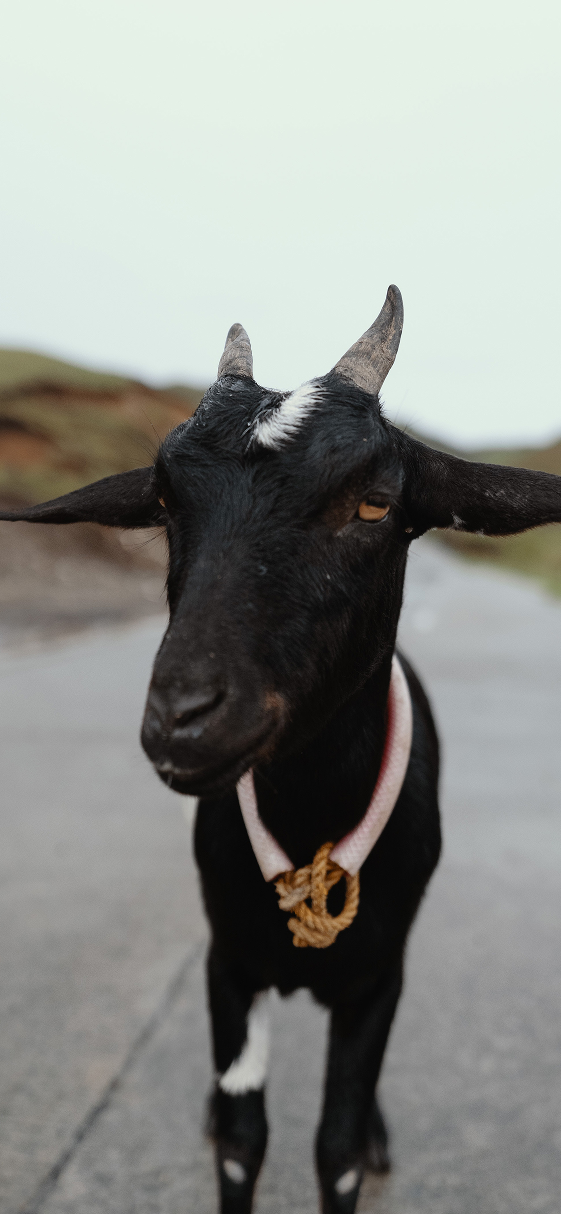 [2436×1125]黑山羊 羊角 牲畜 颈绳 苹果手机壁纸图片