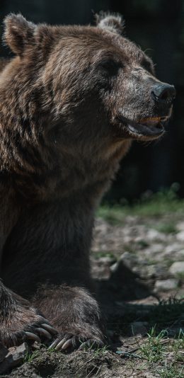 [2436x1125]黑熊 大狗熊 猛兽 凶猛 苹果手机壁纸图片