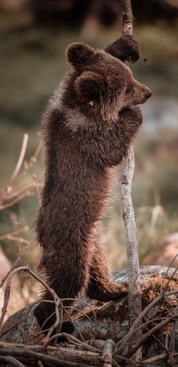 [2436x1125]黑熊 幼仔 野外 熊仔 苹果手机壁纸图片