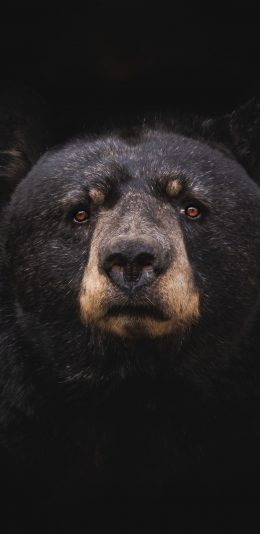 [2436x1125]黑熊 狗熊 毛发 庞大 苹果手机壁纸图片