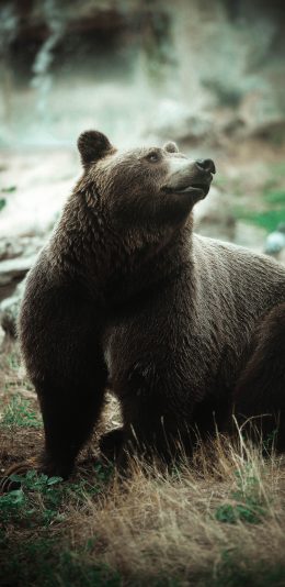 [2436x1125]黑熊 皮毛 凶猛 保护动物 苹果手机壁纸图片