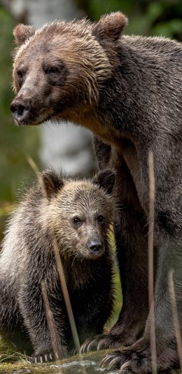 [2436x1125]黑熊 野外 亲子 凶猛 苹果手机壁纸图片