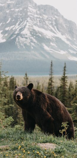 [2436x1125]黑熊 野外 植被 凶猛 苹果手机壁纸图片