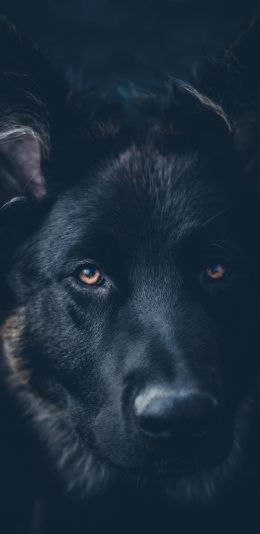 [2436x1125]黑狗 宠物 特写 犬类 苹果手机壁纸图片