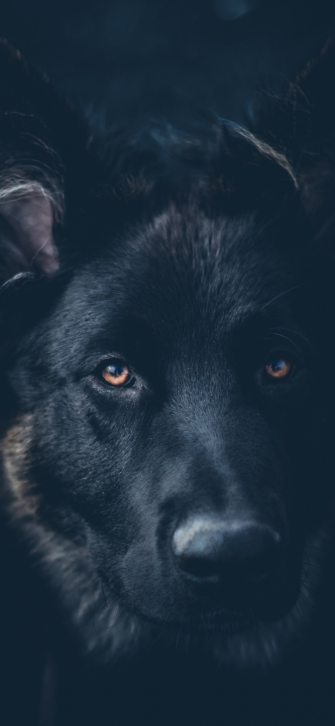 [2436×1125]黑狗 宠物 特写 犬类 苹果手机壁纸图片