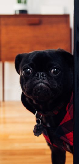 [2436x1125]黑狗 巴哥 暗中观察 宠物 苹果手机壁纸图片