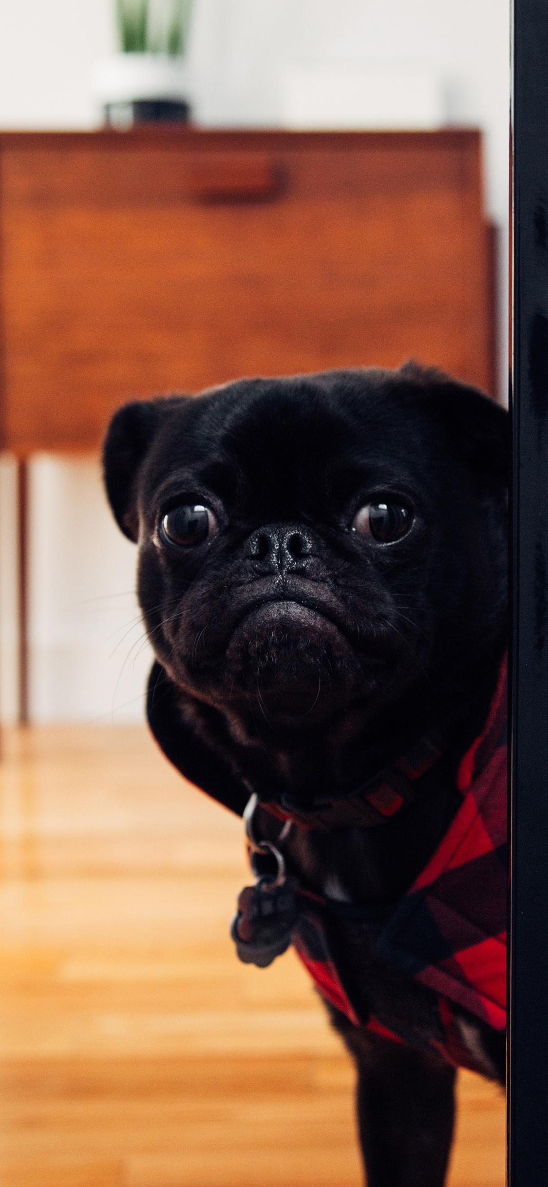 [2436×1125]黑狗 巴哥 暗中观察 宠物 苹果手机壁纸图片