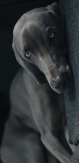 [2436x1125]黑狗 汪星人 躺 萌宠 可爱 苹果手机壁纸图片