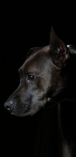 [2436x1125]黑狗 黑色 犬 汪星人 宠物 苹果手机壁纸图片