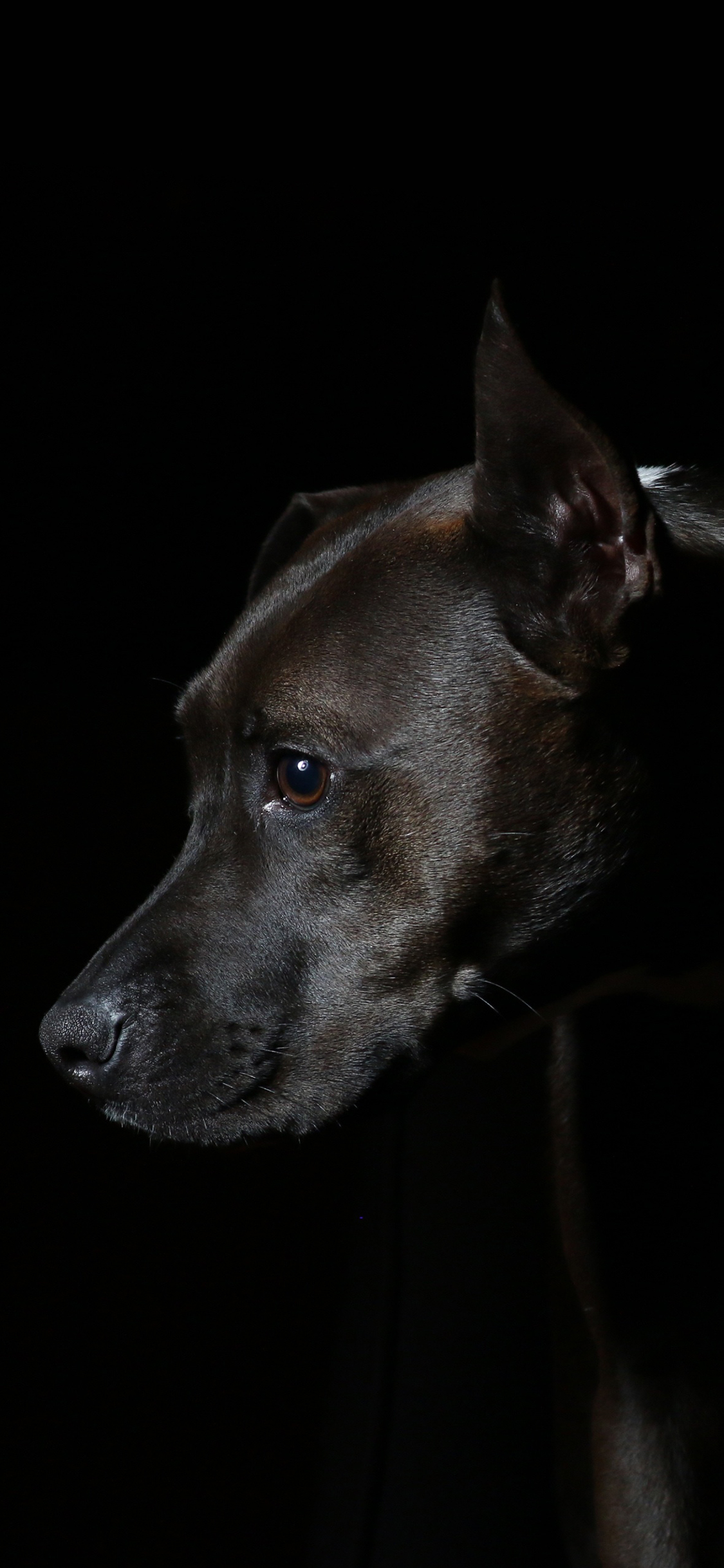 [2436×1125]黑狗 黑色 犬 汪星人 宠物 苹果手机壁纸图片