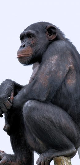 [2436x1125]黑猩猩 野生 灵长类 哺乳 苹果手机壁纸图片