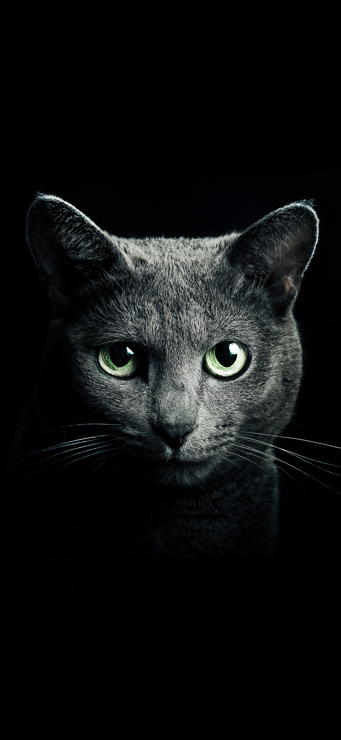 [2436×1125]黑猫 喵星人 宠物 苹果手机壁纸图片