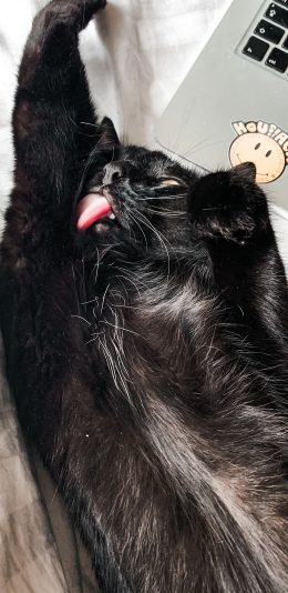 [2436x1125]黑猫 喵星人 宠物 伸懒腰 苹果手机壁纸图片