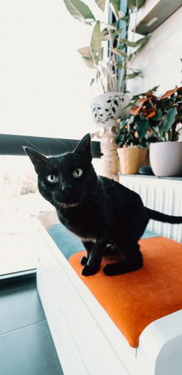 [2436x1125]黑猫 喵星人 宠物 猫咪 苹果手机壁纸图片