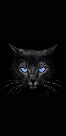[2436x1125]黑猫 喵星人 宠物 眼睛 苹果手机壁纸图片