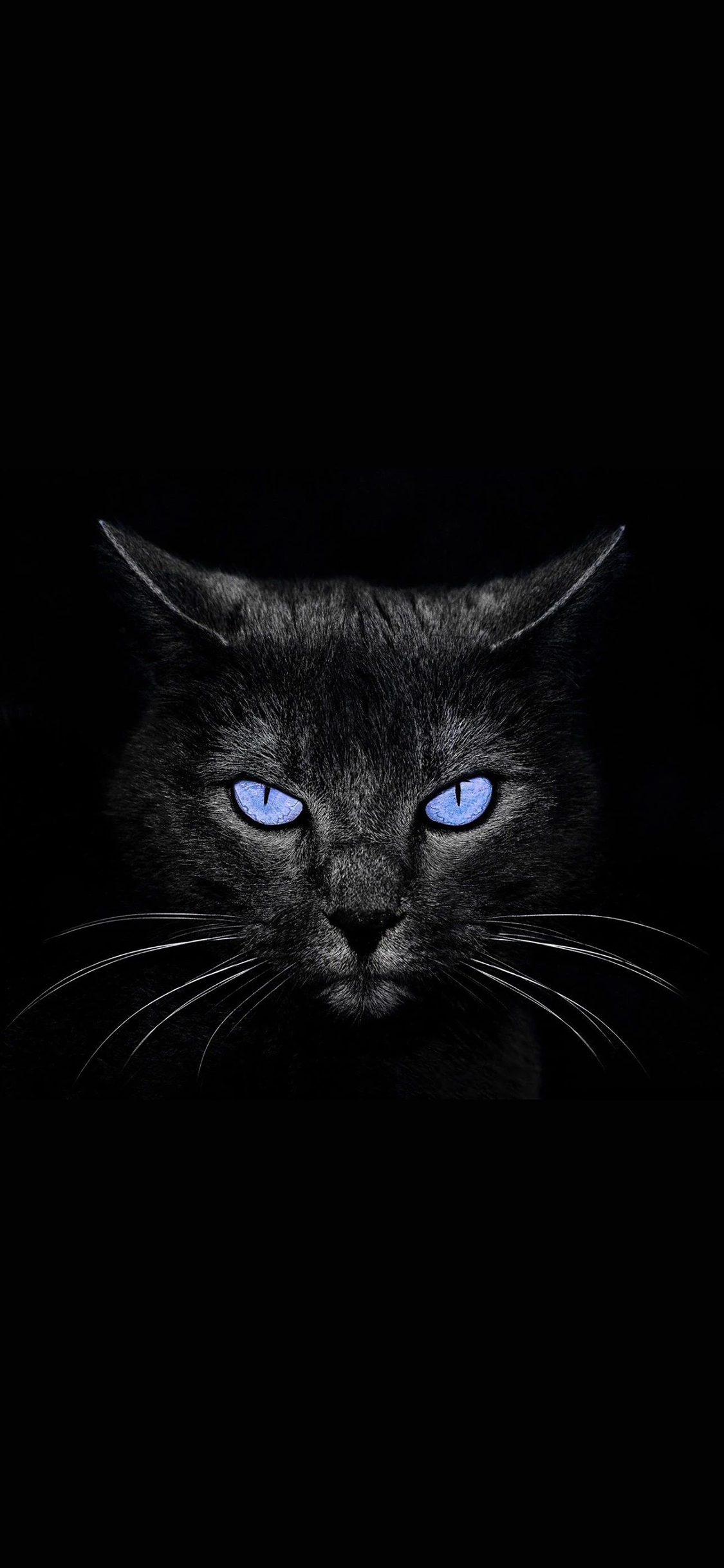 [2436×1125]黑猫 喵星人 宠物 眼睛 苹果手机壁纸图片