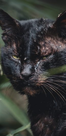 [2436x1125]黑猫 宠物 猫咪 凶狠 苹果手机壁纸图片
