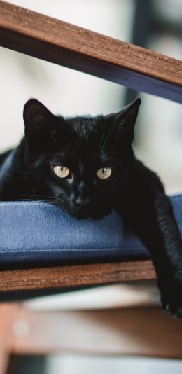 [2436x1125]黑猫 宠物 皮毛 猫咪 苹果手机壁纸图片