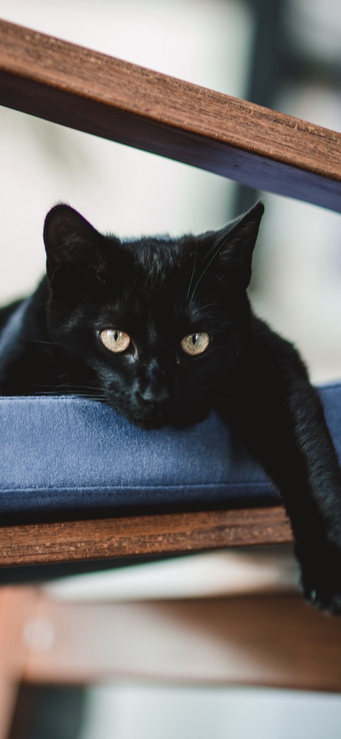 [2436×1125]黑猫 宠物 皮毛 猫咪 苹果手机壁纸图片