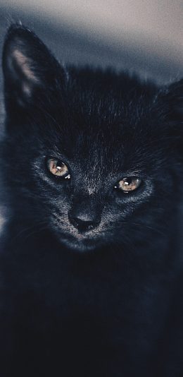 [2436x1125]黑猫 宠物 眼睛 光亮 苹果手机壁纸图片