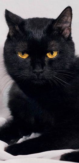 [2436x1125]黑猫 宠物 纯黑 猫咪 苹果手机壁纸图片