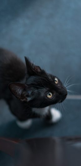 [2436x1125]黑猫 猫咪 喵星人 宠物 苹果手机壁纸图片