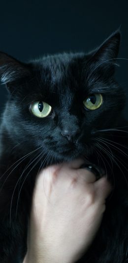 [2436x1125]黑猫 猫咪 喵星人 宠物 黑色 苹果手机壁纸图片