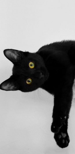 [2436x1125]黑猫 猫咪 宠物 喵星人 黑白 苹果手机壁纸图片