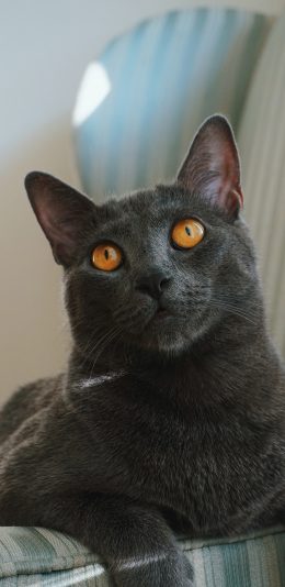 [2436x1125]黑猫 猫咪 宠物 皮毛 苹果手机壁纸图片