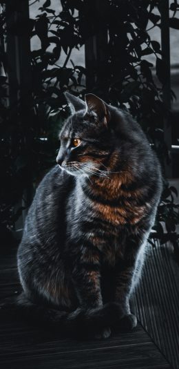 [2436x1125]黑猫 皮毛 侧颜 宠物 苹果手机壁纸图片