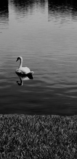 [2436x1125]黑白 湖面 游动 禽类 天鹅 苹果手机壁纸图片