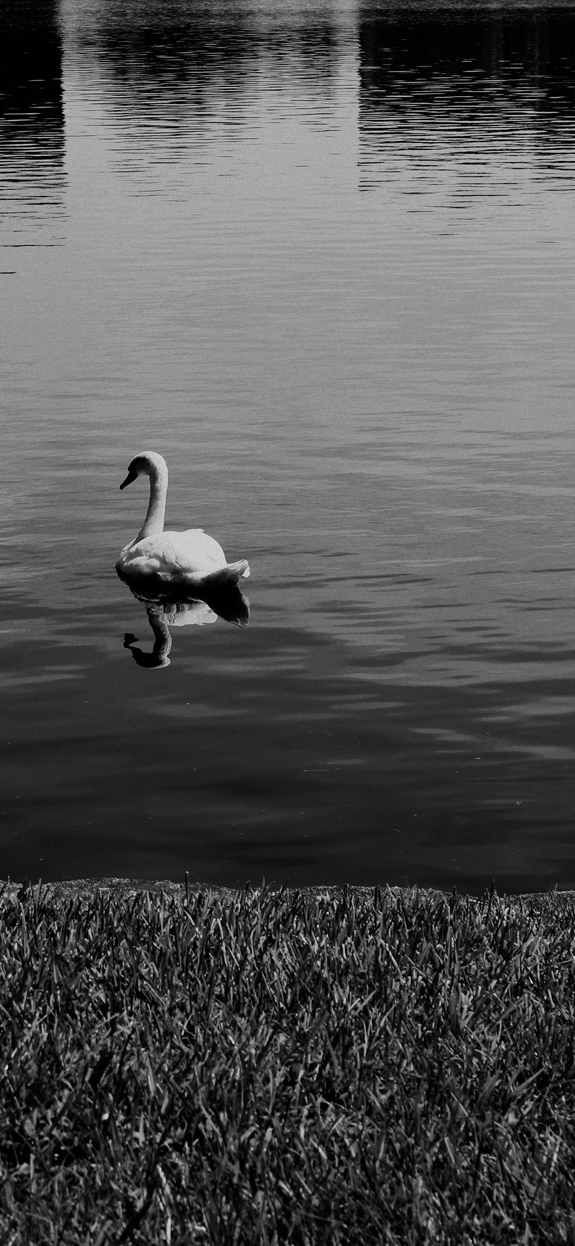 [2436×1125]黑白 湖面 游动 禽类 天鹅 苹果手机壁纸图片